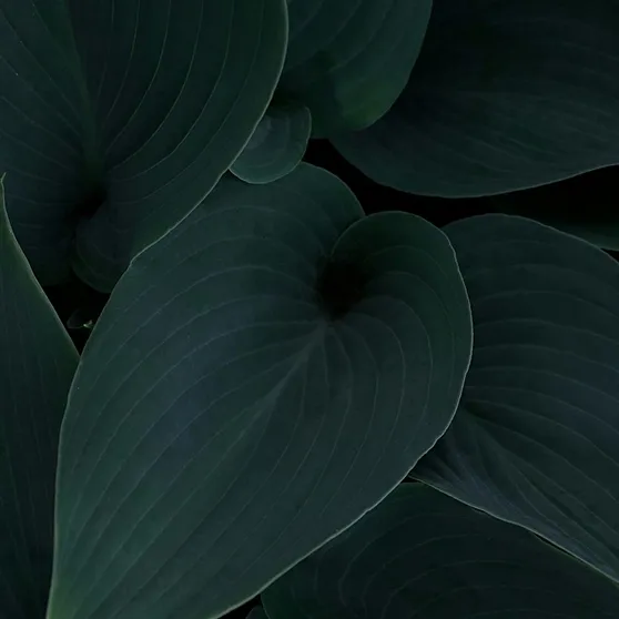 Green leafs